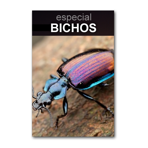Especial Bichos